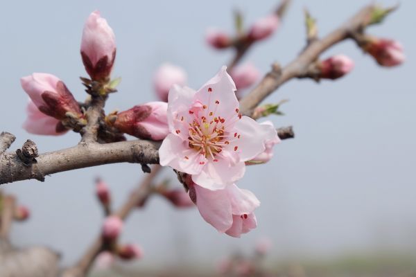 rama,flor,planta,Fruta,flor,pétalo