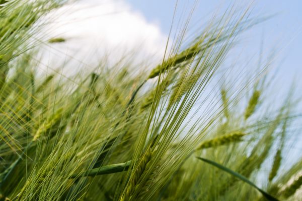 natur,græs,vækst,plante,Mark,himmel