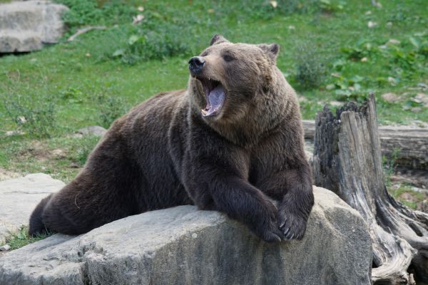 ours,faune,zoo,mammifère,faune,ours brun