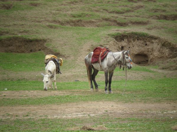 paesaggio,natura,erba,campo,azienda agricola,prato