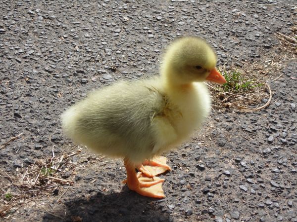 pták,zvěř a rostlinstvo,křídlo,zobák,fauna,drůbež