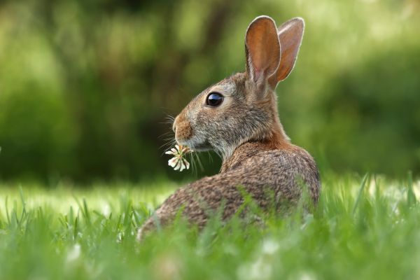 fű,rét,préri,vadvilág,emlős,fauna