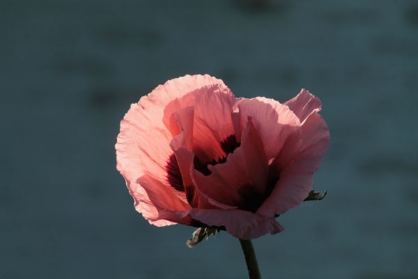 natur, blomst, vækst, plante, afdeling, lys