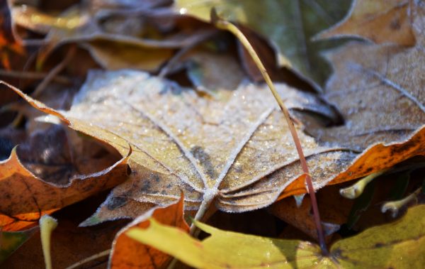 træ,natur,afdeling,kold,plante,træ