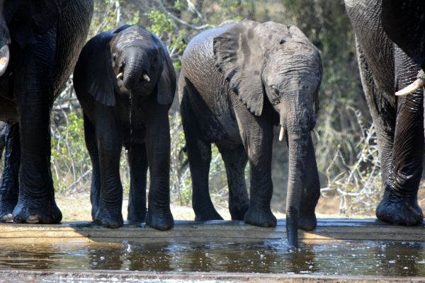 animais selvagens,jardim zoológico,jovem,mamífero,fauna,tronco