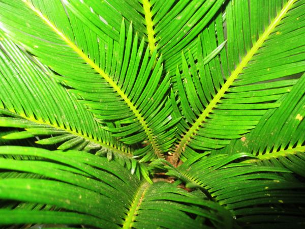 árbol, naturaleza, bosque, rama, planta, palmera