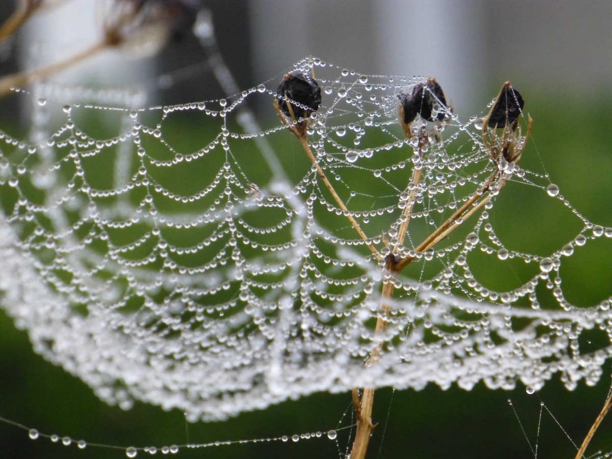 water, natuur, dauw, mist, blad, vorst, macro, herfst, fauna, materiaal, ongewerveld, spinnenweb, spinneweb, detailopname, spin, dauwdruppel, spinachtige, argiope, vochtig, netwerk, vochtigheid, Bretagne, spinnenweb, spinnenwebben, Morgentau, macrofotografie, geleedpotige, Europese kruisspin, araneus, installatiestam, orb weversspin