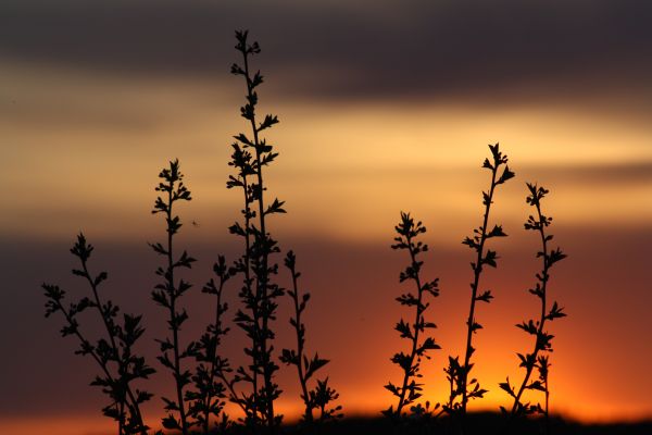 landscape,nature,horizon,branch,cloud,silhouette