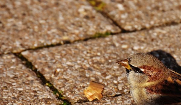 Natur, Vogel, Flügel, Blatt, Tier, niedlich