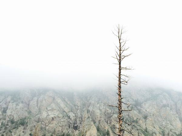 árbol,bosque,rock,montaña,rama,invierno