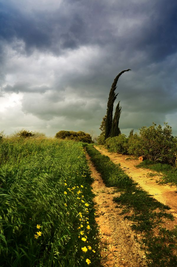 Landschaft, Baum, Natur, Wald, Gras, Pfad