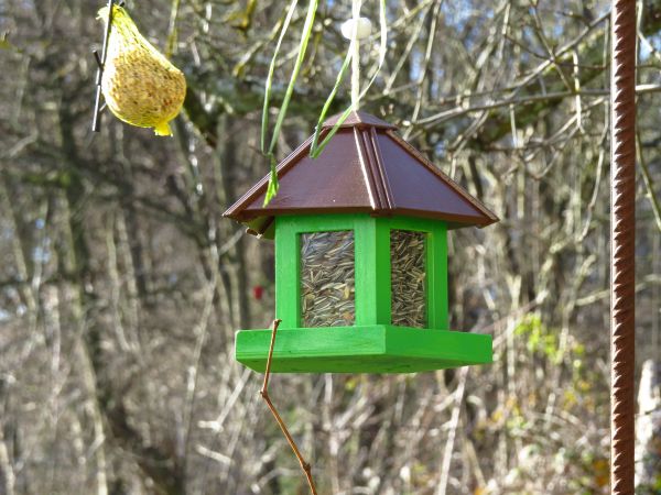 natuur,winter,vogel,wildlife,eten geven,groen