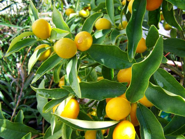 plante,fruit,fleur,aliments,produire,à feuilles persistantes