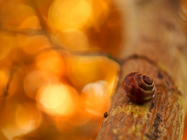 copac,plantă,ușoară,bokeh,fotografie,cald