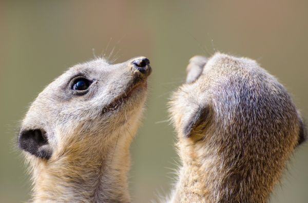 animal,fofa,animais selvagens,doce,tenha cuidado,pele