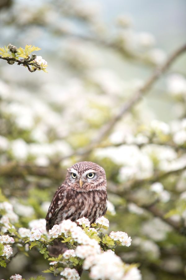 natur,fugl,tre,gren,blomstre,blomst