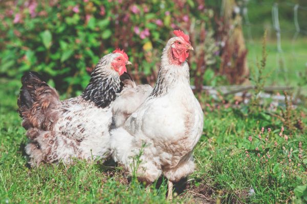 burung,tanah pertanian,paruh,bulu,ayam,rumput