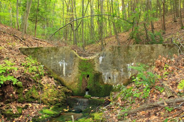 albero,foresta,torrente,palude,natura selvaggia,escursioni a piedi