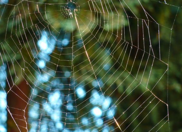 natur, material, ryggradslös, spindelnät, spindelnät, fauna