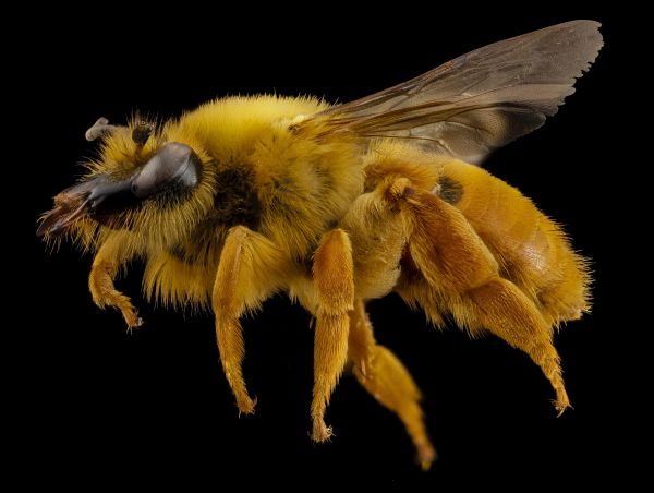 natur,vinge,fotografering,insekt,blomst,pollen