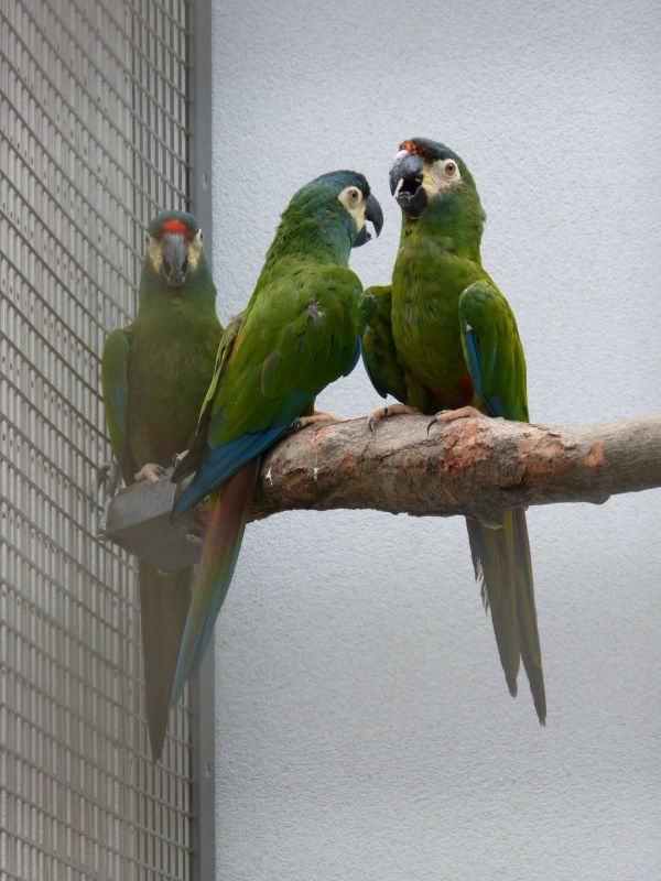 natura, uccello, ala, animale, verde, becco