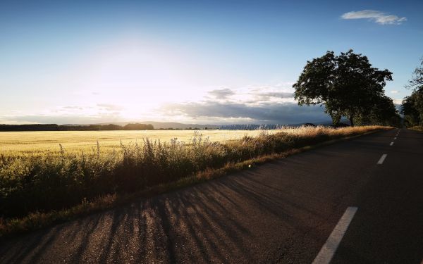 пейзаж, дърво, природа, трева, хоризонт, път