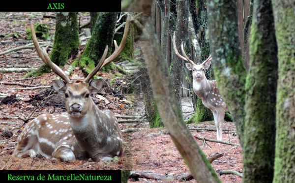 fauna silvestre,Europa,Zoo,mamífero,fauna,ciervo