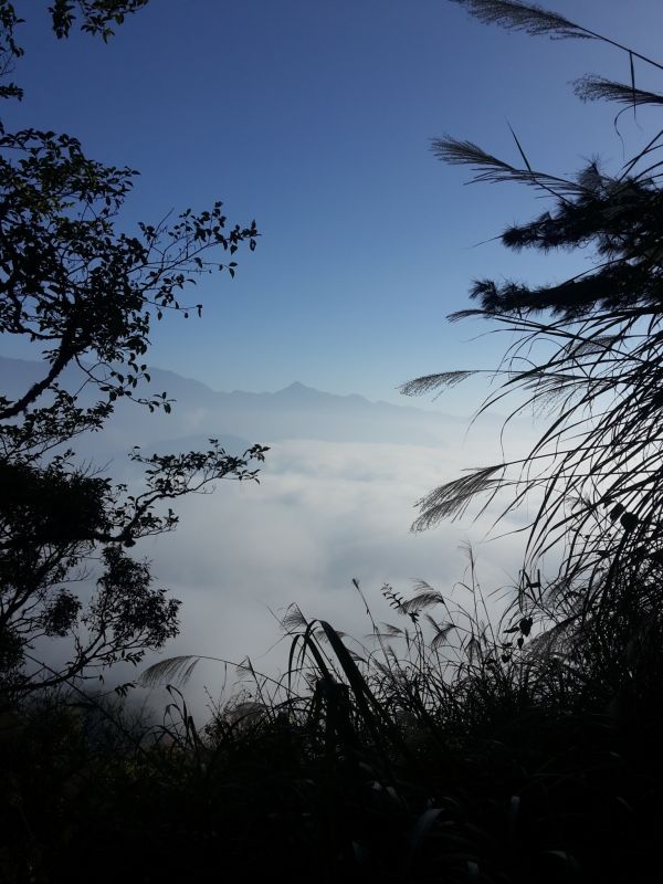 pohon, alam, awan, hutan, cabang, gunung