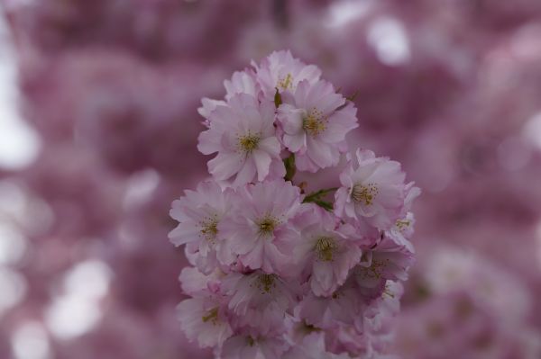 boom, tak, bloesem, fabriek, fruit, bloem