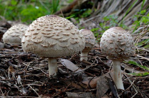 natur, Skov, jord, champignon, fauna, svamp