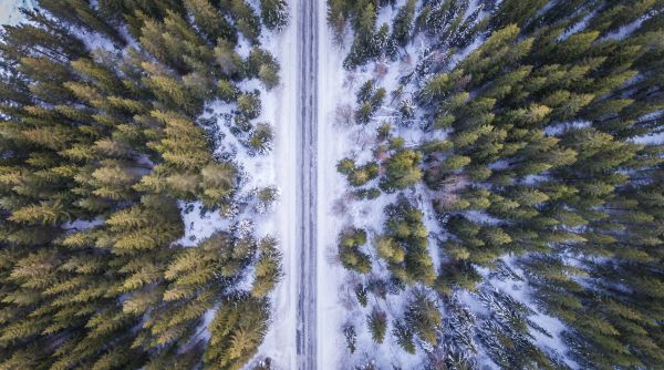 Landschaft, Baum, Natur, Wald, Ast, draussen