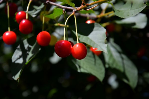 nature, branch, plant, fruit, tree, blossom