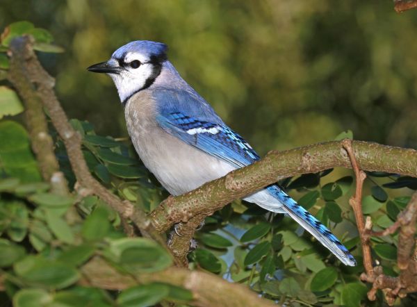 Natur, Ast, Vogel, Tierwelt, Schnabel, bunt