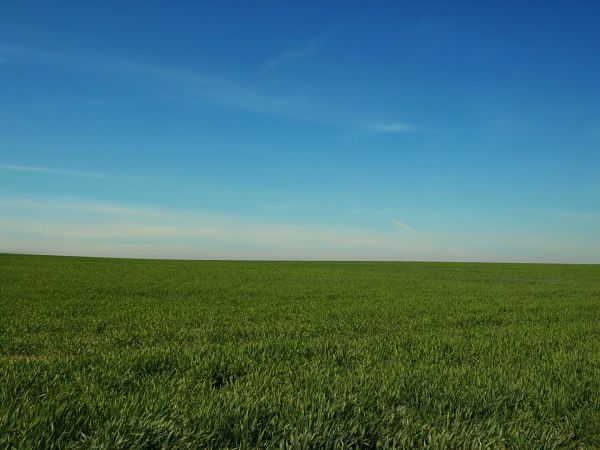 landscape,grass,horizon,cloud,plant,marsh