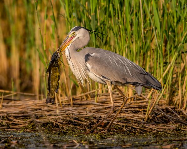 natur, fugl, dyreliv, nebb, fisk, fauna