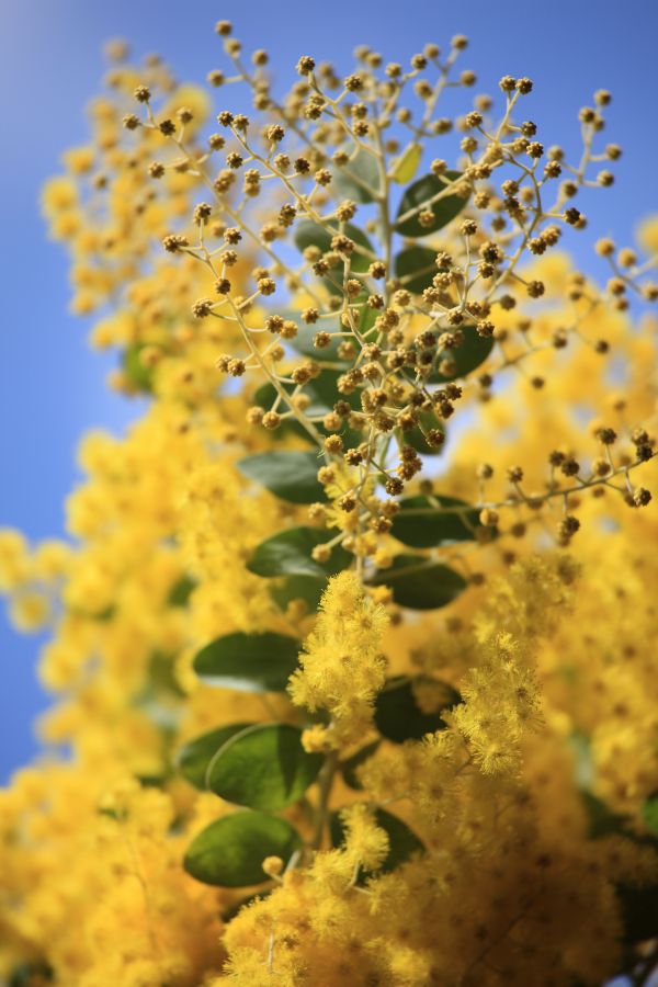 树,性质,开花,厂,花,花粉