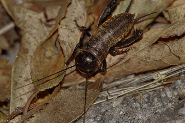 natura,foto,insetto,macro,fauna,invertebrato