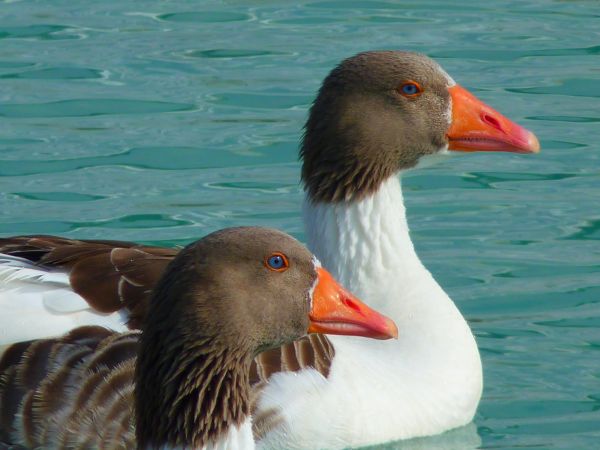 Wasser,Vogel,Flügel,Tierwelt,Schnabel,schwimmen