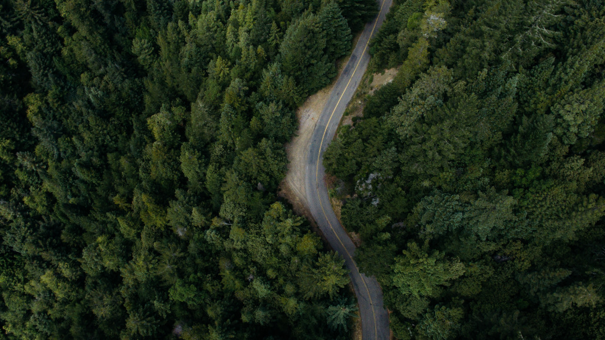 tree, forest, road, asphalt, jungle, soil, from above, rainforest, habitat, natural environment, woody plant, temperate coniferous forest