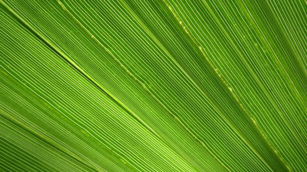 grama,luz,plantar,Palmeira,luz solar,folha