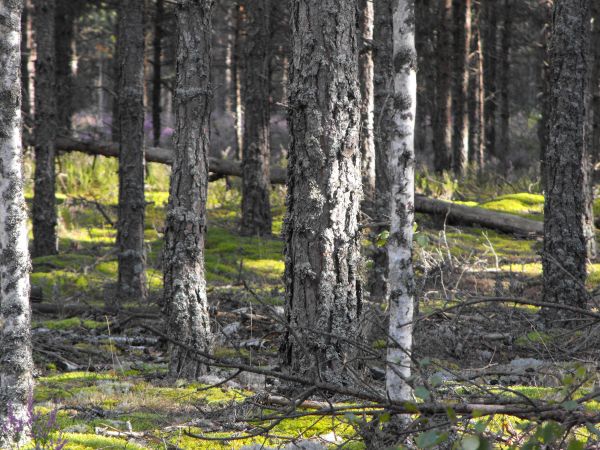 drzewo, Natura, las, gałąź, roślina, pustynia