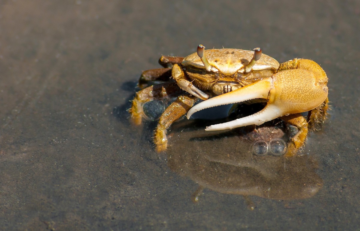 pláž, moře, voda, Příroda, oceán, letní, jídlo, jaro, plody moře, žlutý, fauna, krab, bezobratlý, zblízka, korýš, mimo, mořský život, makro fotografie, ocypodidae, Decapoda, zdroj živočišných potravin, dungeness krab