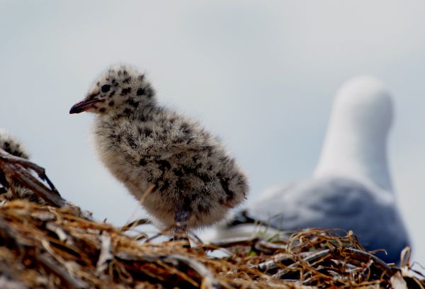 la nature, hiver, oiseau, faune, le bec, faune