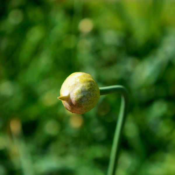 natur,gress,gren,anlegg,fotografering,blad