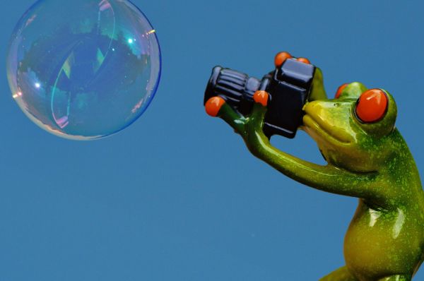 camera, photographer, animal, water, sky, technology