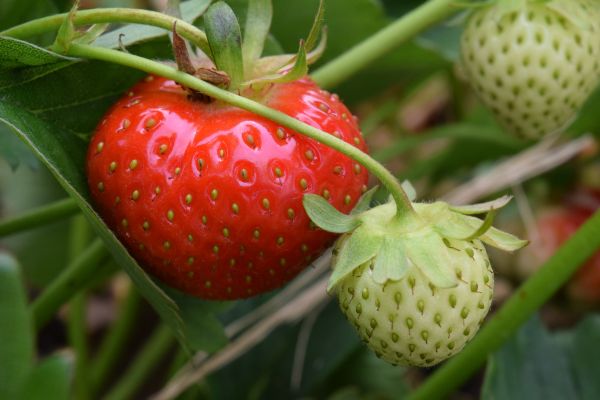 växt, frukt, ljuv, blomma, mogen, sommar