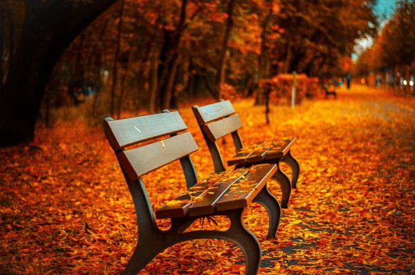 tree,light,bench,night,photography,sunlight