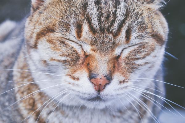 animal,animal,gato,mamífero,fauna,Bigode