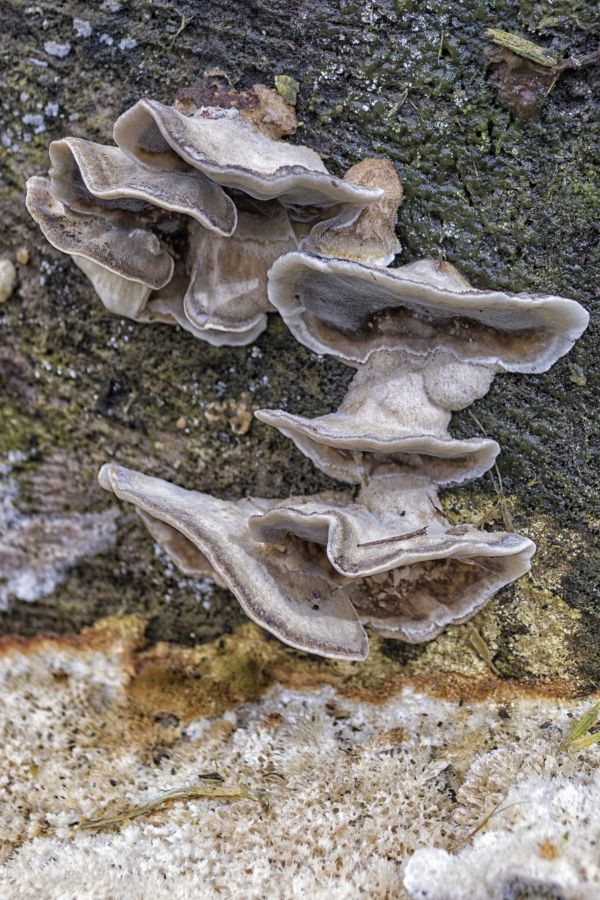 träd,natur,blad,utomhus-,trä,fotografi