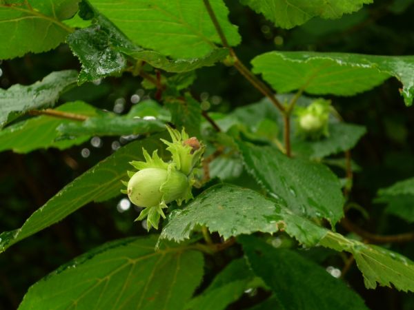 fabriek,blad,bloem,struik,groen,regendruppel